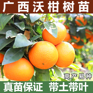 广西武鸣沃柑树苗正宗091无核无籽柑橘苗桔子水果苗南方橘子果树