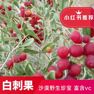 野生白刺果中药材调理姨妈脾胃泡水沙漠小樱桃非沙棘果泡酒正品