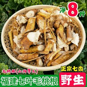 福建七指毛桃根天然煲汤材料特级野生七齿山狗善子睾丸非五指毛桃