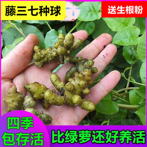 藤三七种球植物苗食药用土田七种子根茎室外易活花卉爬藤绿植盆栽