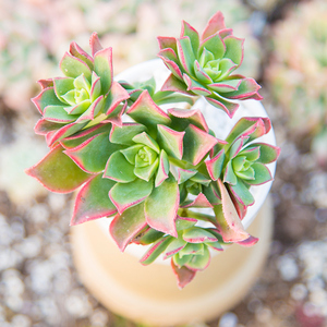 红缘莲花掌园艺多肉植物新手稀有萌肉肉办公室防辐射多肉组合盆栽