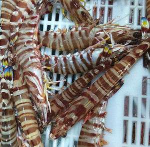 鲜活九节虾特大活虾海虾 新鲜大明虾刺身花足虾闪送海鲜3-10个/斤