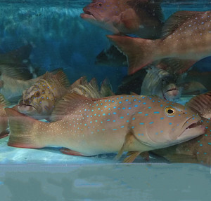 鲜活石斑鱼刺身海鱼 新鲜野生海捕泰星斑 闪送活鱼海鲜水产