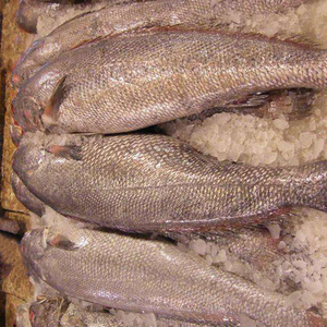 米鱼海鲜新鲜东海