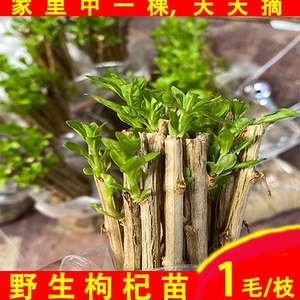 家庭种枸杞菜枸杞叶苗耐寒大叶枸杞菜老桩盆景煮汤枸杞苗食用素菜