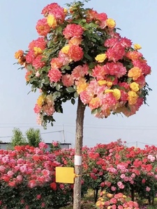 彩虹树桩月季阳台盆栽花卉四季开花多色棒棒糖花树庭院