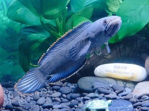 0011人付款淘宝大铅笔鱼活体雷龙小盾鳢多曼大型凶猛肉食雷龙鱼热带