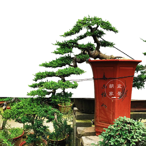 实物 大型台湾真柏盆景 济州真柏树桩 步步高升式悬崖造型 系鱼川