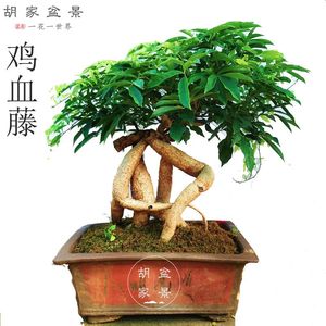 鸡血藤盆景