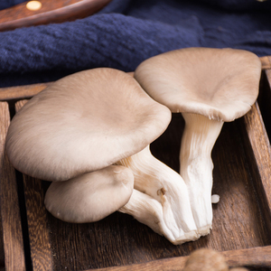 北京密云本地农家自产蔬菜新鲜平菇500g自然菌纹肉厚根短个大饱满