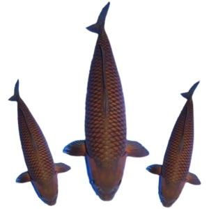 诚太郎茶鲤闪鳞空鲤红茶绿茶普茶乌鲤日本锦鲤鱼带头鱼冷水观赏鱼