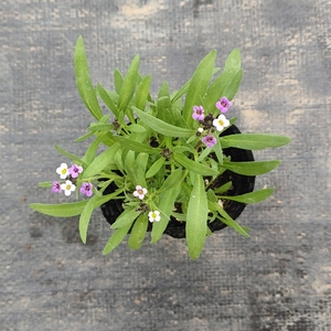 四季耐热耐寒香雪球盆栽苗花期长花味馨香花园阳台庭院带原土易活