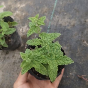 多品种薄荷盆栽 新鲜可食薄荷叶 好养植物室内驱蚊净化空气薄荷苗