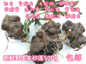 贵州特产新鲜朱砂莲草药背蛇生500g 苗药躲蛇生辟虺雷避蛇生 包邮