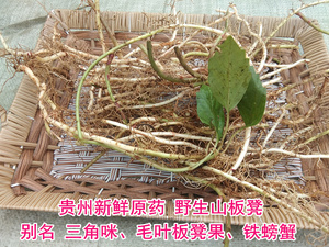 000人付款淘宝新鲜野生三角咪中药材山板凳500g包邮