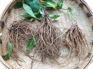 贵州新鲜草药白薇500g包邮 中药材针线包知微老瓜瓢根白前老君须