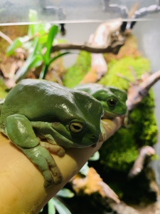 826826歪歪淘宝老爷树蛙姥爷树蛙蝌蚪小蝌蚪宠物蝌蚪活体儿童科普