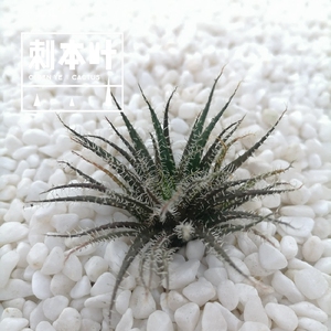 琉璃姬孔雀 十二卷属收集硬叶多肉植物办公防辐射绿植寿万象盆栽