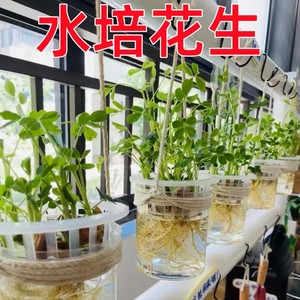 学生儿童幼儿园水培花生植物角发芽盒种植材作业观察科学实验盆栽