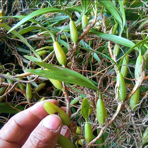 tb263942724541淘宝野货石橄榄新鲜中大果双叶石仙桃