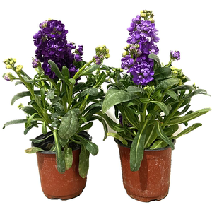 重瓣紫罗兰盆栽花期长花苗带花苞开花不断室内四季花卉浓香型植物