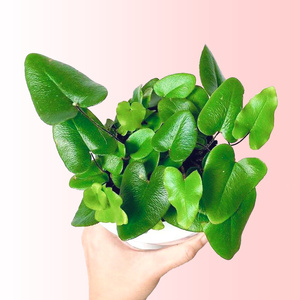 心愿蕨心连心蕨类网红植物室内绿植盆栽雨林缸造景组盆搭配