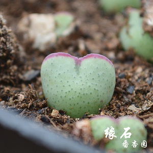 赤耳少将肉锥皮卡丘非口迪多肉番杏科植物 缘石番杏园