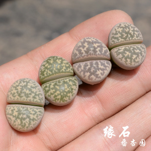 青瓷玉c271生石花拼盘推荐品种多肉番杏科植物 缘石番杏园