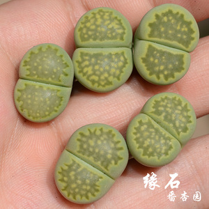 绿福来玉c56a生石花玉岛田种源绿孔雀石多肉番杏科植物缘石番杏园