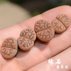 琥珀玉生石花c143a橙红体特选多肉番杏科植物缘石番杏园
