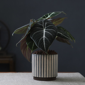 黑天鹅海芋天鹅绒竹芋绿天鹅绿植室内植物北欧简约好养活观叶加湿