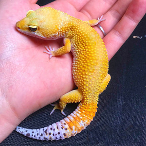 爬宠活物 异宠壁虎宠物宠物活物小型好养壁虎活体蜥蜴守宫另类!