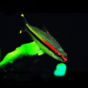 野生一眉道人鱼彩虹道人黑影道人刚果美人灯科鱼