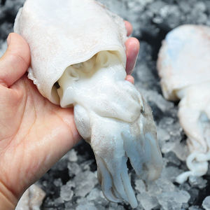 【墨鱼头冷冻】墨鱼头冷冻品牌,价格 - 阿里巴巴