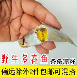 多春鱼满籽冻干猫零食煎炸食材柳叶鱼2斤包邮带籽鲜冻小鱼干