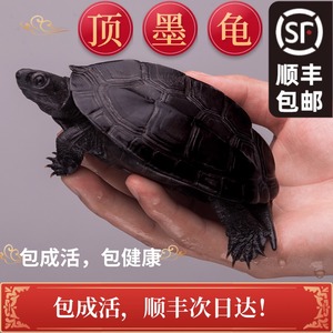 顶墨龟纯种全黑外塘中华草龟长寿黑腹一对情侣小乌龟苗活物活体