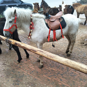 真马 活马 出售活的马小马驹骑乘马优良活体蒙古马伊利马矮种马