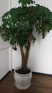 武汉绿植超大型幸福树盆栽，高度2米同城送货，平安幸福树可租摆