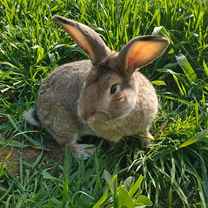兔子活物食用成年