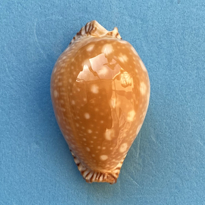 【金星宝螺】金星宝螺品牌,价格 - 阿里巴巴