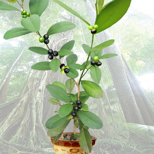 东风桔东风橘酒饼簕野外生长中草药材药用花卉盆栽盆景素材种植苗