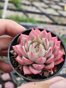 林杰安娜多肉植物新品上市状态超赞如图实拍果冻色粉嫩嫩叶片饱满