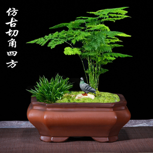 精品紫砂四方花盆景盆陶瓷斗盆栽花卉梅花文竹菖蒲室内植物盆清仓