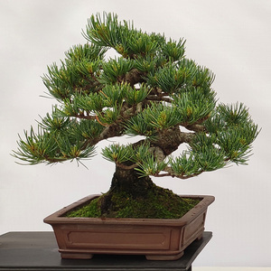 五针松盆景迎客松
