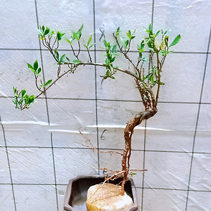 一物一拍下单山采黄小叶海岛栀子花老桩水横枝盆景提根栽矮霸树苗