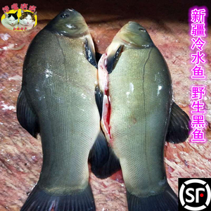 新疆野生冷水鱼 新鲜黑鱼1000g 拍两份顺丰包邮 野生稀有生鲜鱼