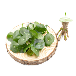 新鲜铜钱草 非旱金莲 冷菜点缀装饰 餐厅凉菜餐盘创意摆盘花草