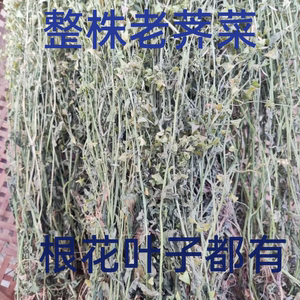 2024现挖野生晒干带花种带根整棵干荠菜菜花煮鸡蛋三月三开花荠菜