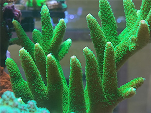 红鱼鳞 大森林 红长枝 绿长枝 鹿角珊瑚活体珊瑚sps 硬骨树杈断指