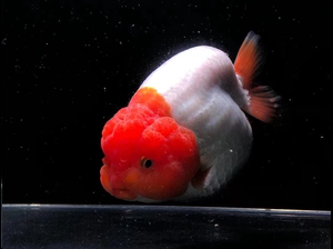 齐腮红兰寿金鱼娃娃脸大头瘤元宝体呆萌可爱